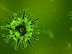 Bacteria